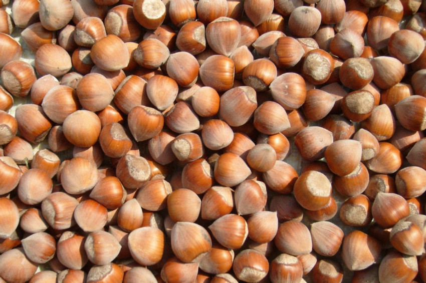 Bakan Pakdemirli: Fındık üreticilerinin mağdur olmaması için önlem alındı