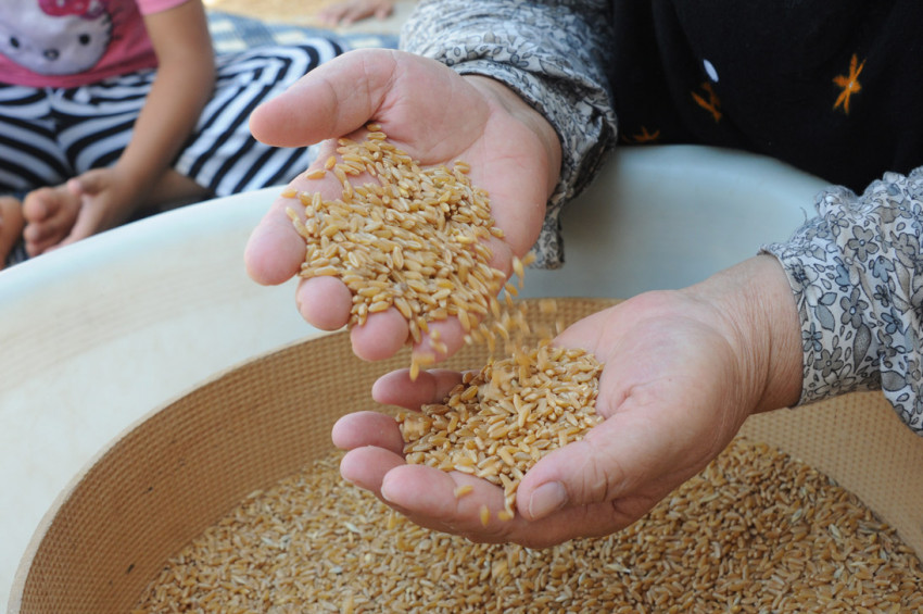 Mezopotamyanın en eski buğdaylarından Sorgül