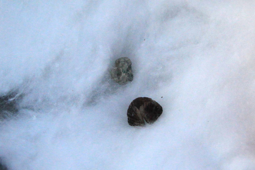 Samsundaki Antik kentte 3 bin yıllık fındık kabuğu bulundu