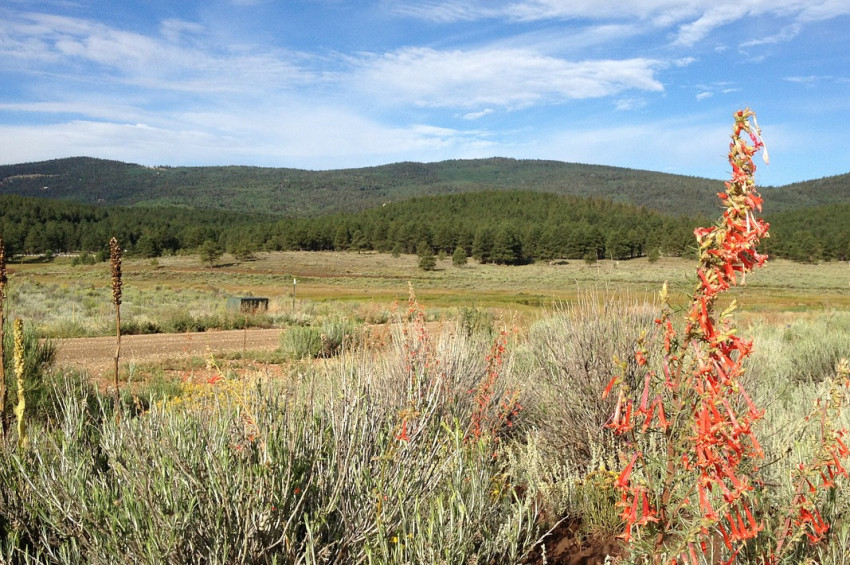 ABDde aç ve susuz bırakılan çocuklar kurtarıldı