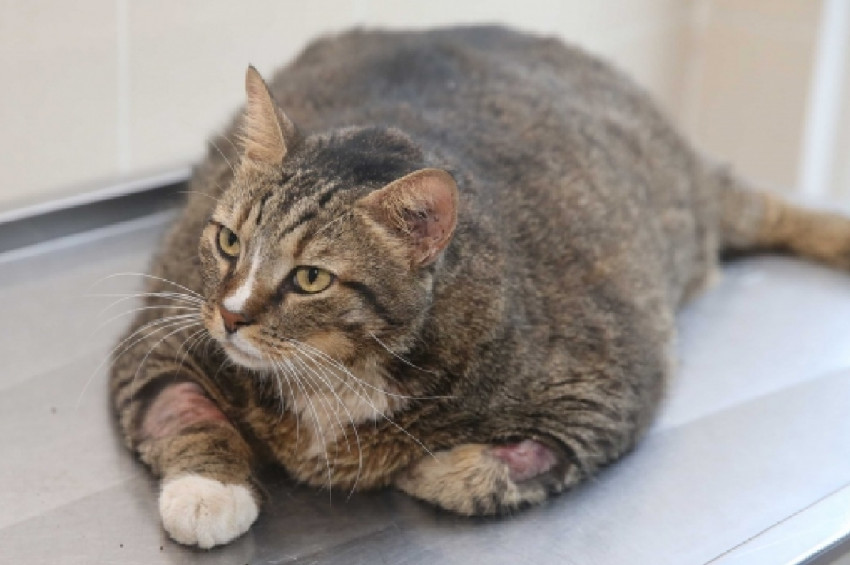 19 kiloluk kedi tedaviyle zayıflayacak
