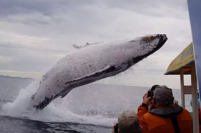 Kambur balinanın muhteşem atlayışı