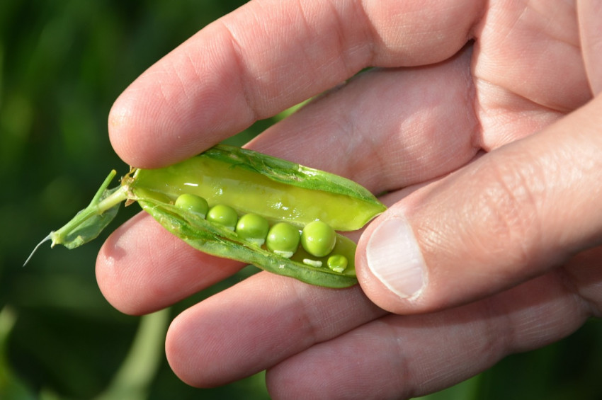 Avrupadaki sıcaklar sebze ve meyveyi de vuruyor