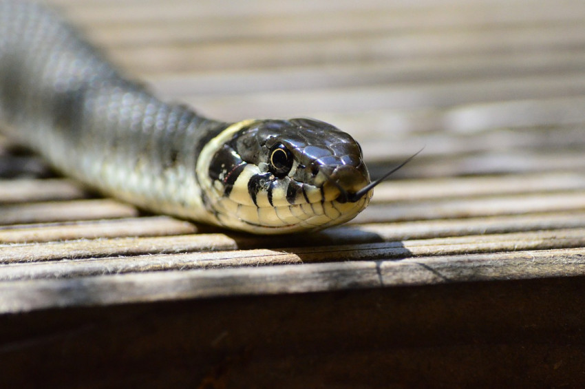Yılanların bastığı kütüphane karantinaya alındı
