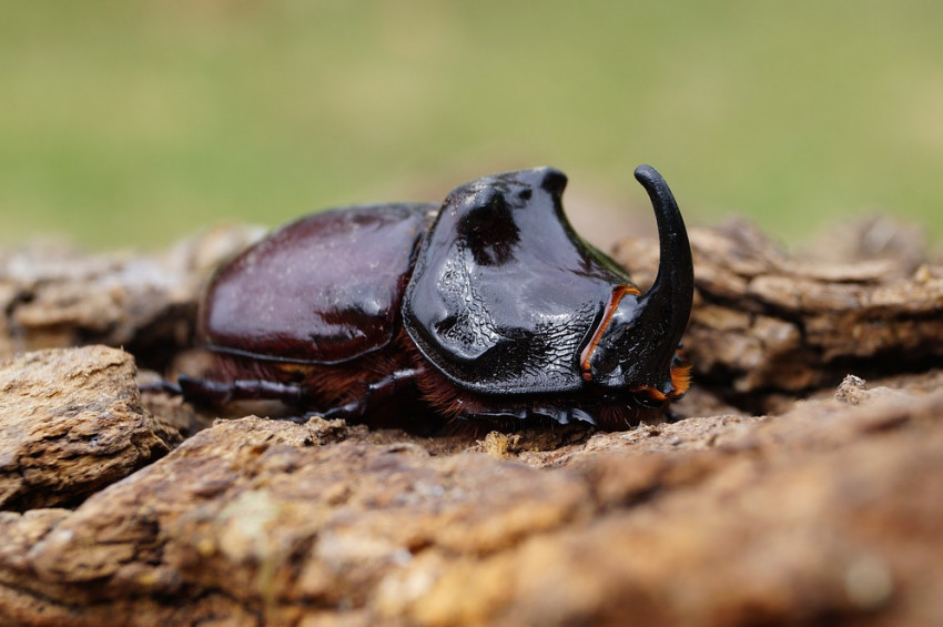 Gergedan böceği Hindistan cevizlerini tehdit ediyor