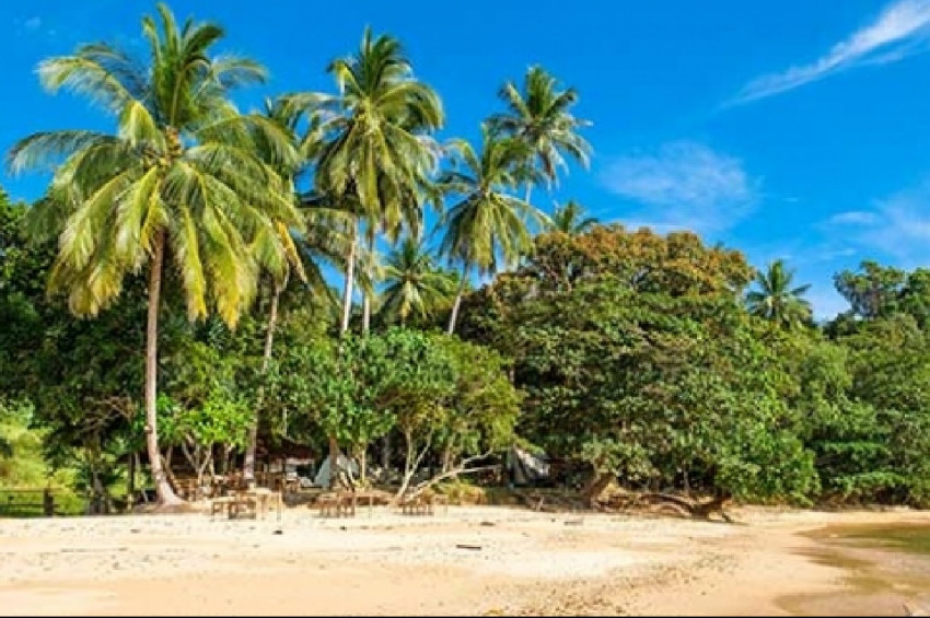 Pasifik’te Hindistan cevizi ağaçları tehlikede