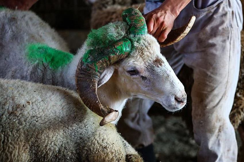 Kurbanlık fiyatları açıklandı