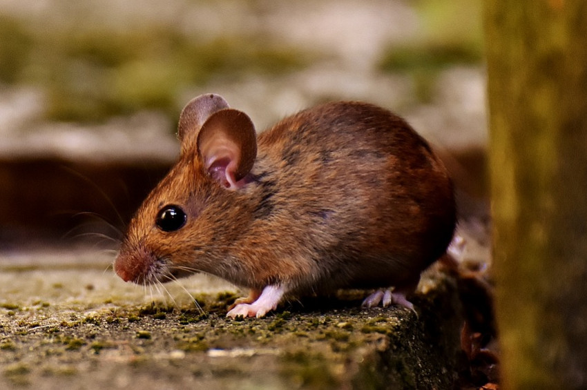 Trenleri iki gün durduran fare müzeye konulacak