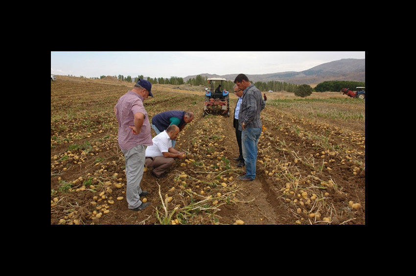 Sivasta sertifikalı tohumluk patates hasadı başladı