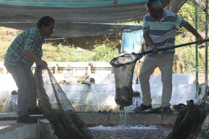 Baraj ve kaynak suyunda yılda 150 ton balık üretiyor