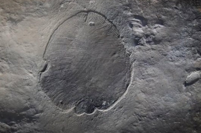 En eski hayvan fosili bulundu, 70 yıllık gizem çözüldü