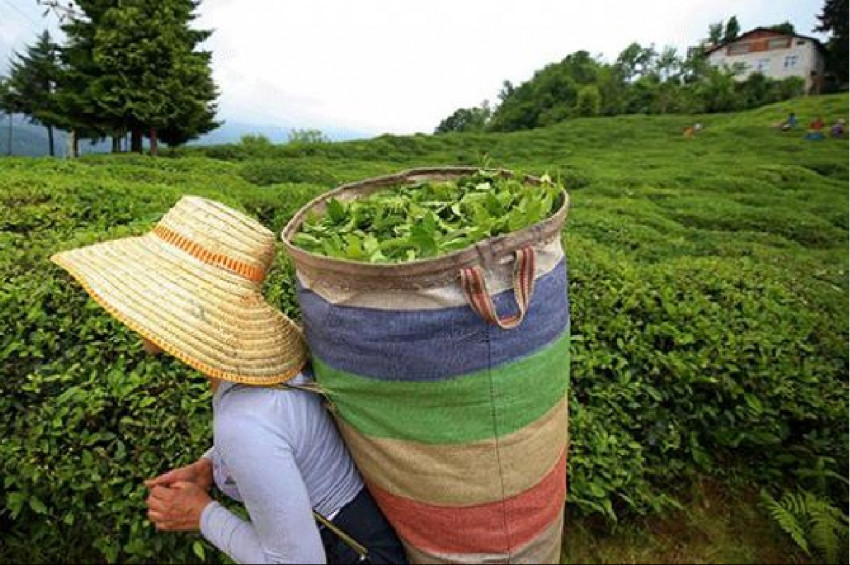 Türk çayında en fazla ihracat Almanyaya