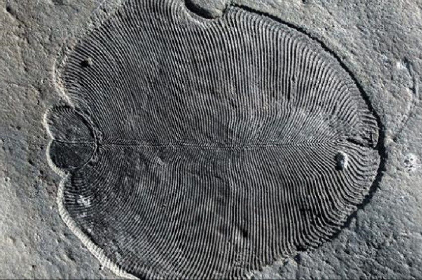 Bilinen en eski hayvan fosili bulundu