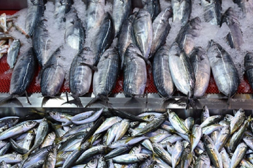 Karadenizde palamudun tanesi 5 liraya düştü