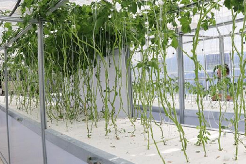 Niğdede 8 yerli cins patates geliştirildi