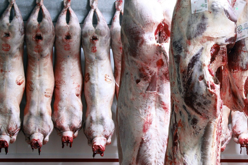 Belçikanın Flaman bölgesinde Helal Kesim yasaklandı