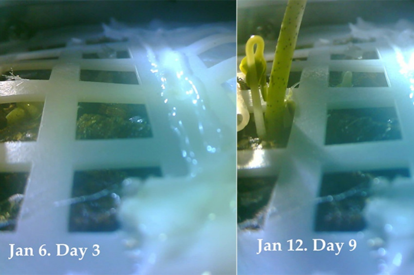 Aya götürülen tohumlar filizlendi