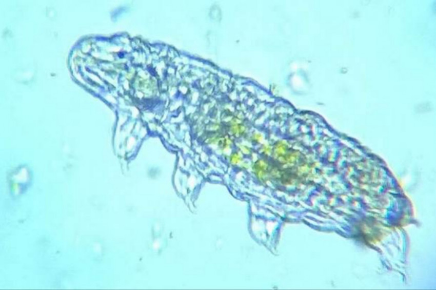 Buzun bin metre altında mikrobik canlı kalıntısı bulundu