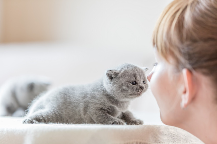 Kedilerden bulaşan körleştirici parazit: Toksoplazma