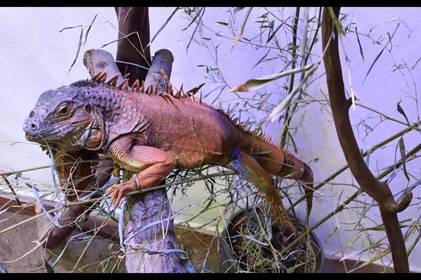 Bodrumda sokağa bırakılan iguna Kocaeline yerleşti