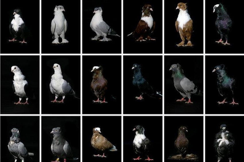 Ev ve araba fiyatına güvercinler otelde kalıyor