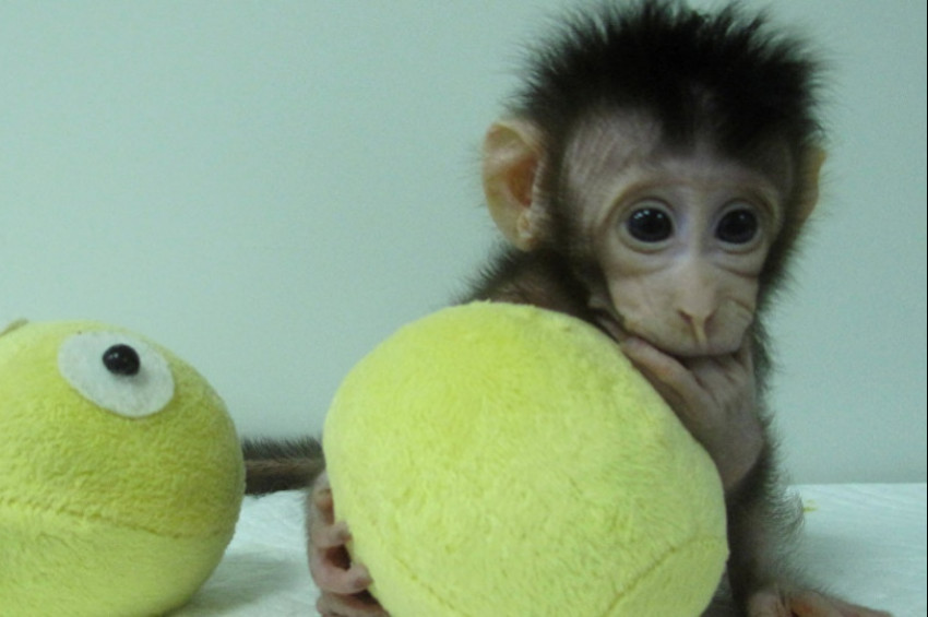 Çinde genetiği değiştirilmiş maymun klonlandı