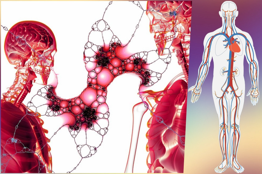 İnsan vücudunda yeni bir kan sistemi keşfedildi