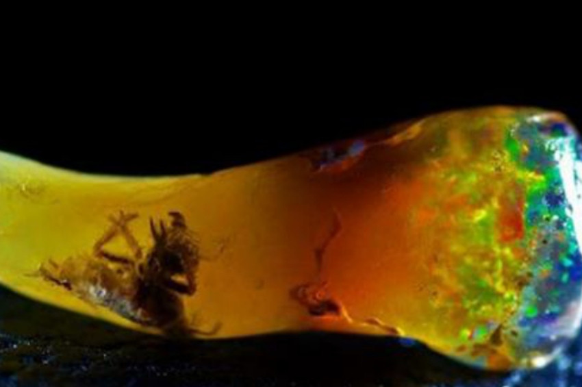 Java Adası’ndan alınan taştaki gizemli yaratık nedir?