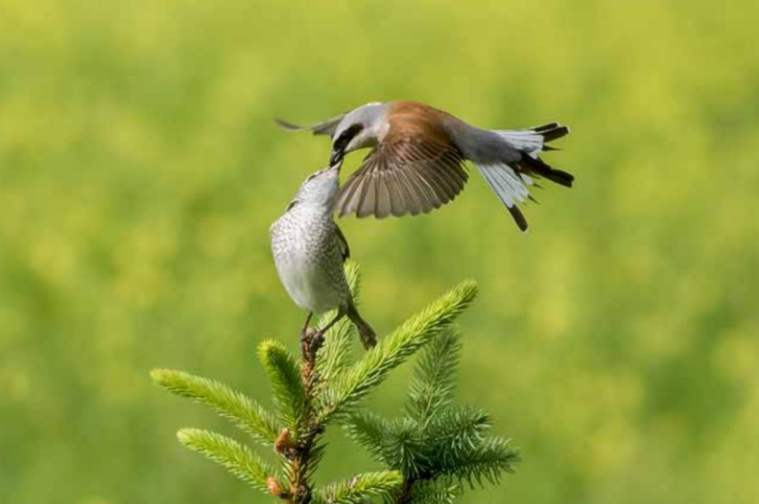 Türkiyede Üreyen Kuşların haritası çıkarıldı