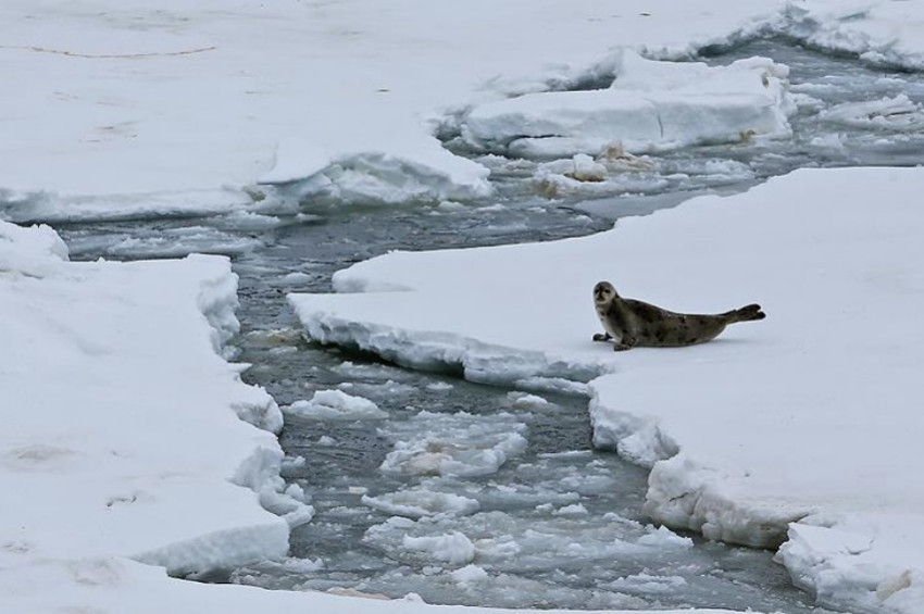 Buzlar eriyor tonlarca metan gazı açığa çıkıyor