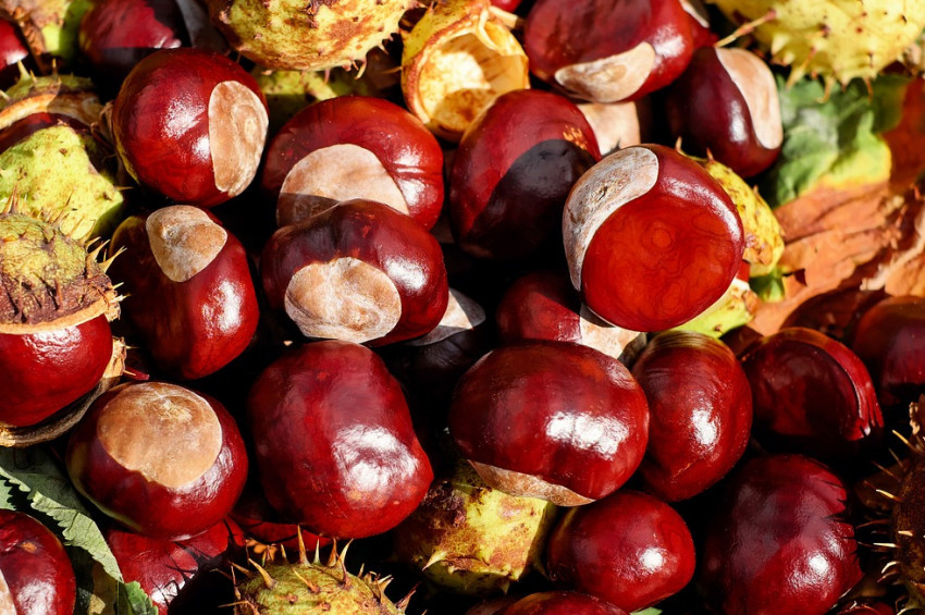 Kestane gribe karşı koruyucudur