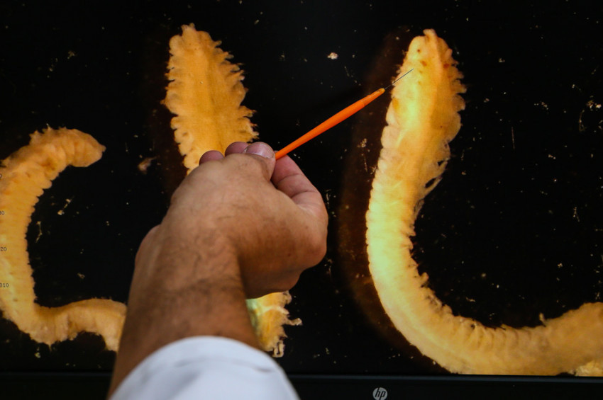 Türkiye denizlerinde 56 yeni canlı türü tespit edildi