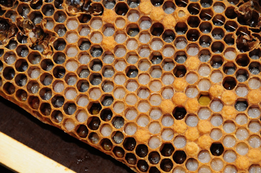 Bal en iyi yara merhemidir