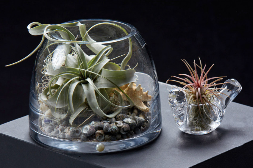 İş yerlerinizde bitki yetiştirmenin 5 yararı