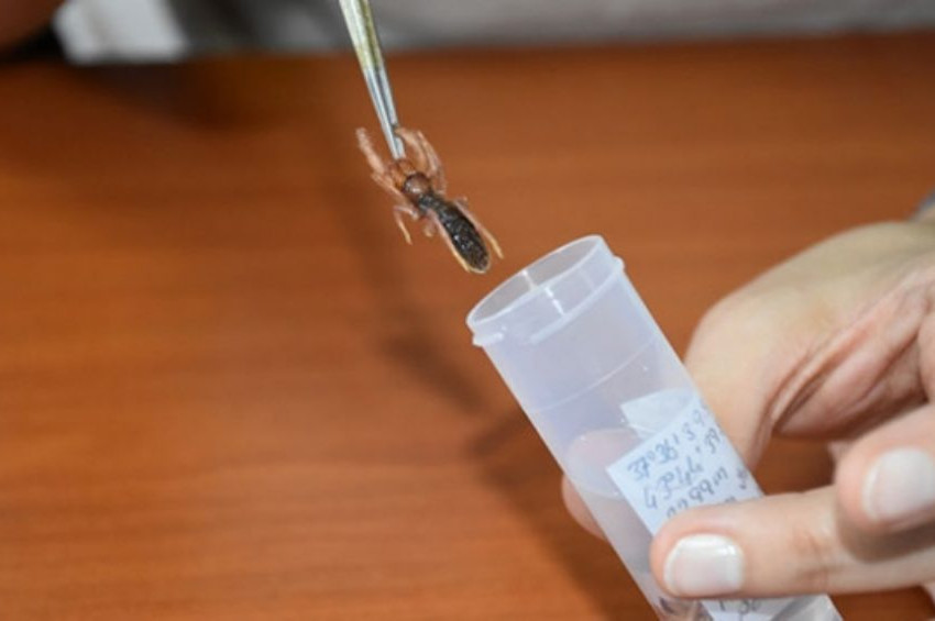 Hakkaride yeni bir örümcek keşfedildi