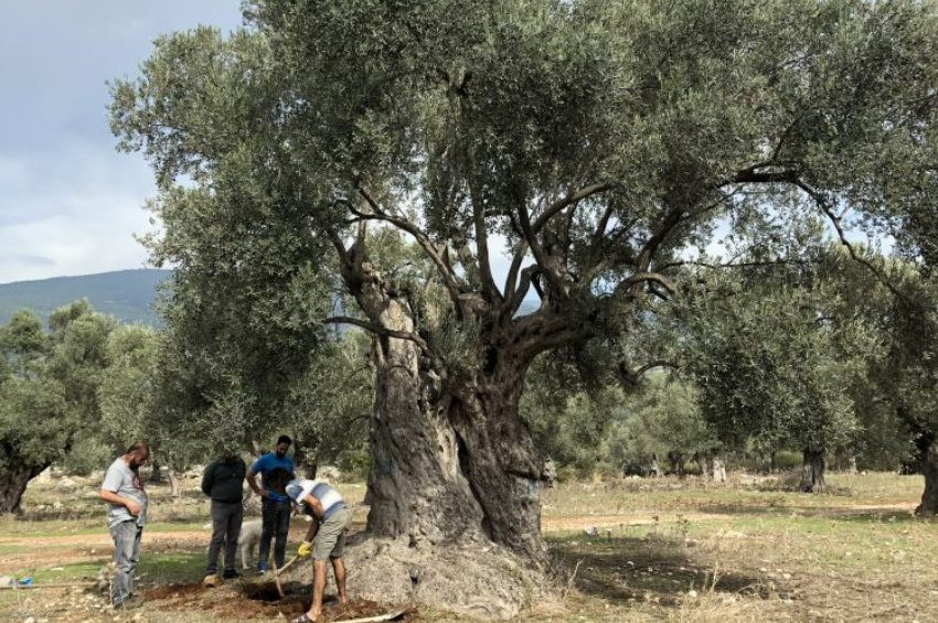 Ata Ağaçın 3 bin yaşında olduğu anlaşıldı