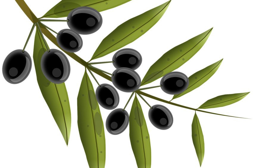 Şeker hastalığına zeytin yaprağından ilaç üretilebilir