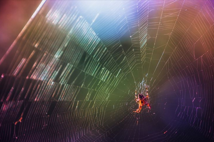 2019da 71 yeni canlı türü keşfedildi