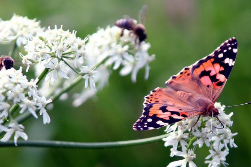 Böcek türlerinin tükenişi eko sistemleri çökertebilir