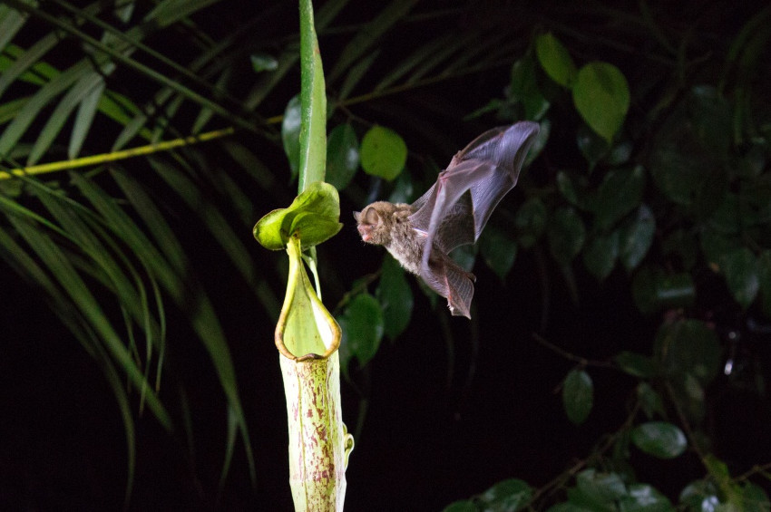 Netflixin Gezegenimiz Our Planet dizisi çok iddialı