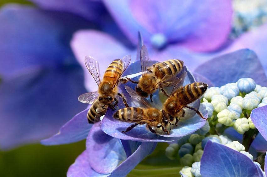 Bir kadının gözünden canlı dört arı çıktı