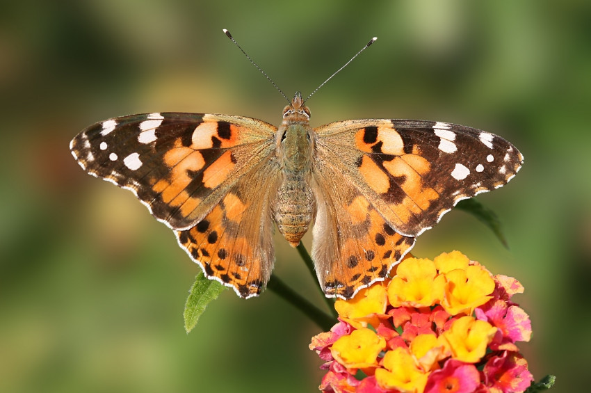 Diken kelebeklerini neden çok görüyoruz?