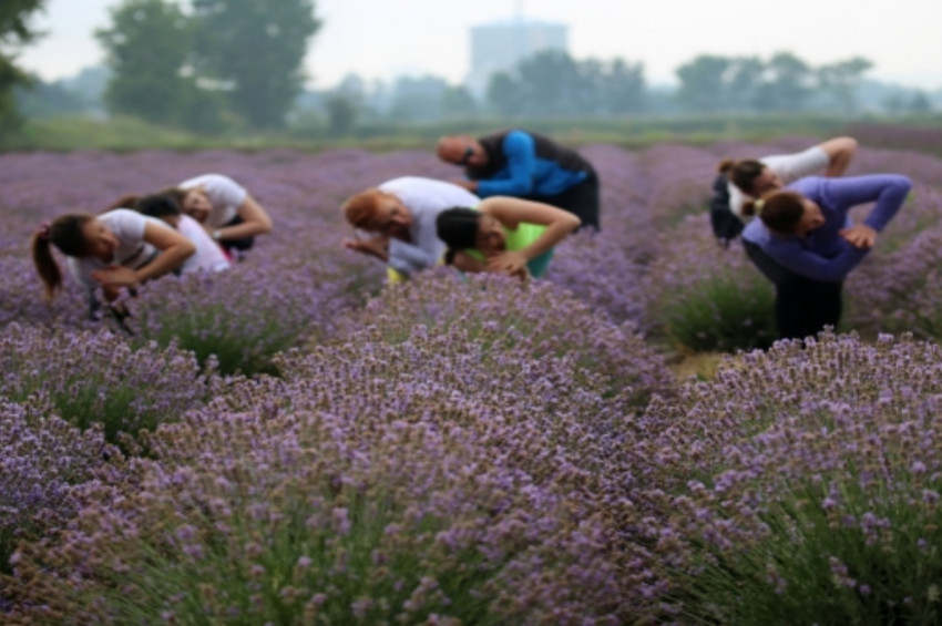Kanola tarlasında yoga yaptılar