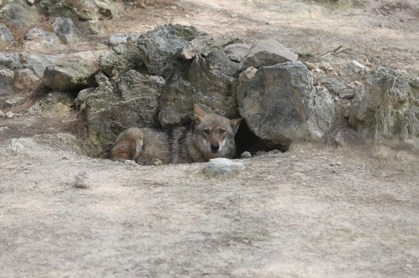 Antalya hayvanat bahçesinden kurt kaçtı