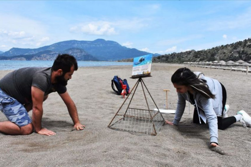 Caretta carettalar yumurtlamaya başladı