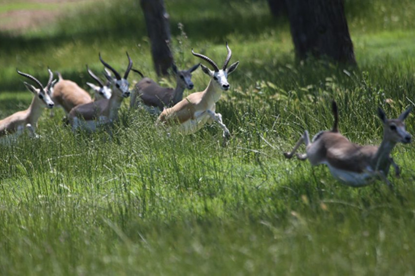 Dağ ceylanlarının nesli kurtarılabilir