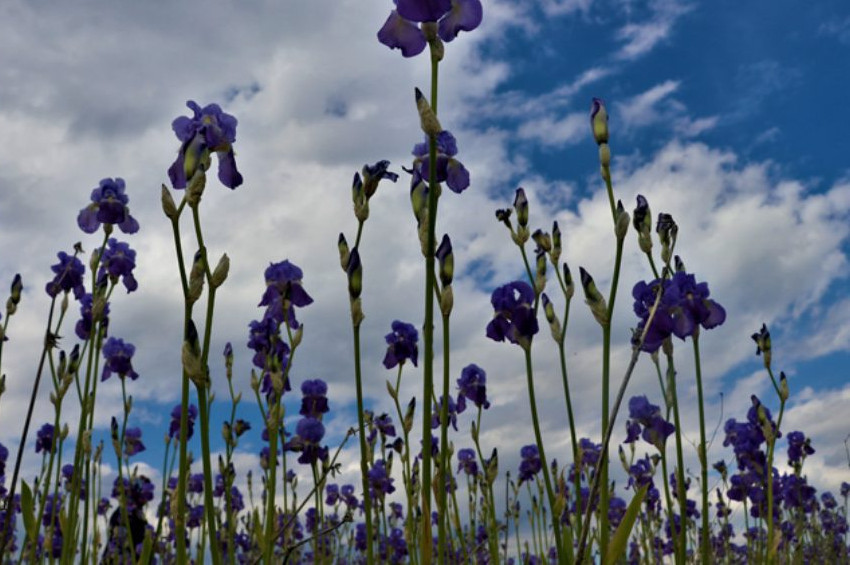 Ispartada zambak zamanı