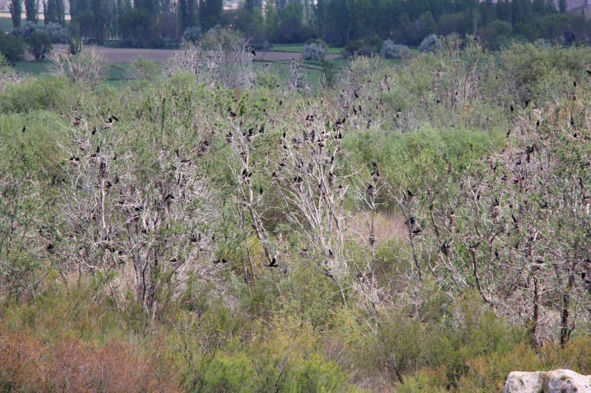 Kuş Cenneti göçmen kuşların sesleriyle şenlendi