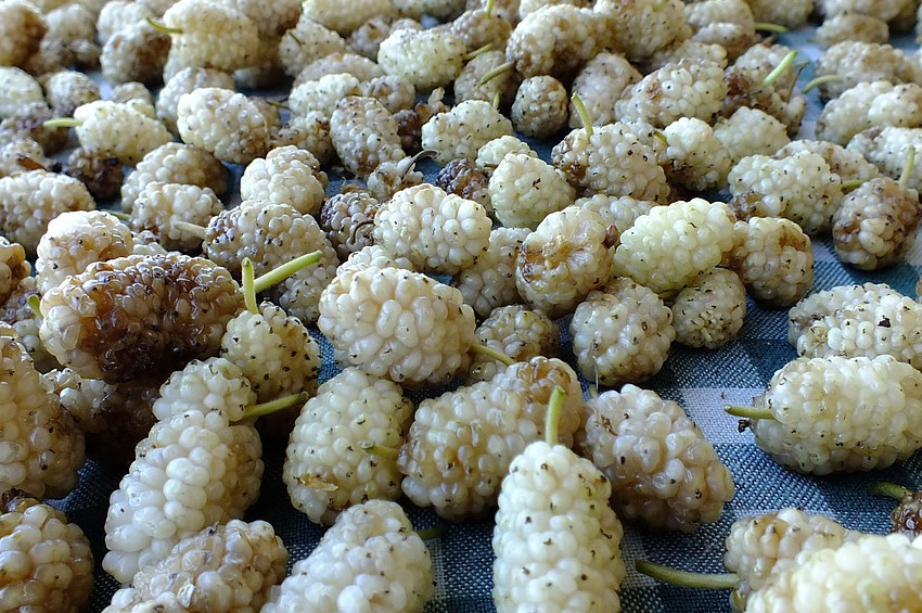 Dut nasıl seçilmeli, nasıl korunmalı?