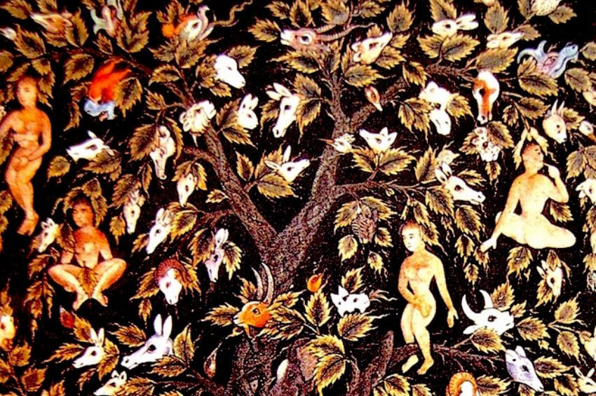 Vakvak Ağacı nedir?